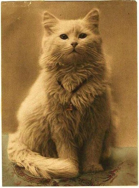 1880 год. Самое первое фото котика.jpg