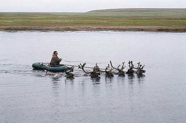 а олени лучше.jpg
