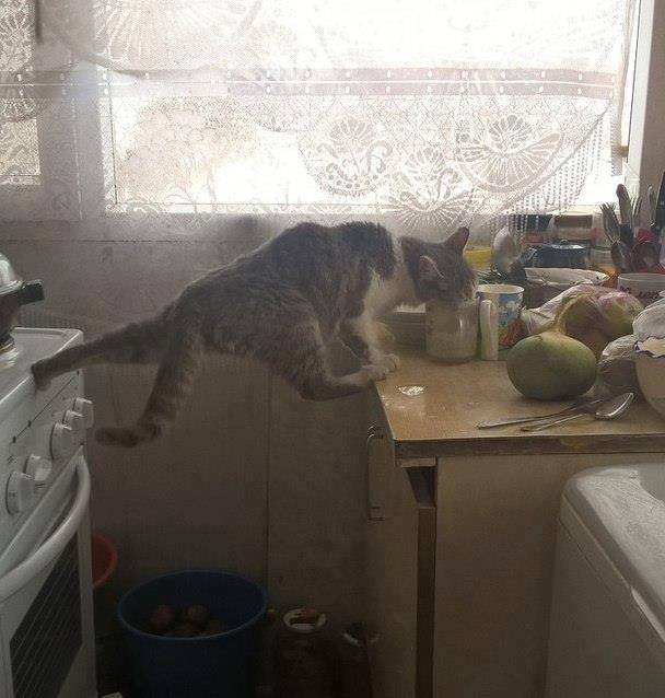 кот ван дамма.jpg