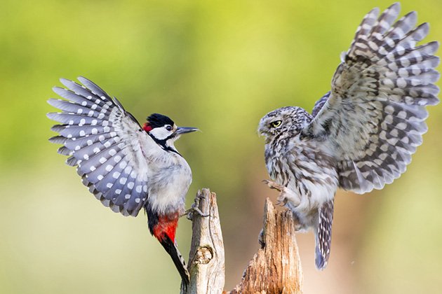 owl vs pecker.jpg