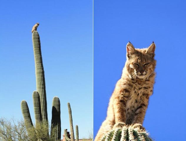 lord of the cacti.jpg