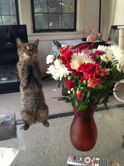 o-CAT-FLOWERS-facebook.jpg