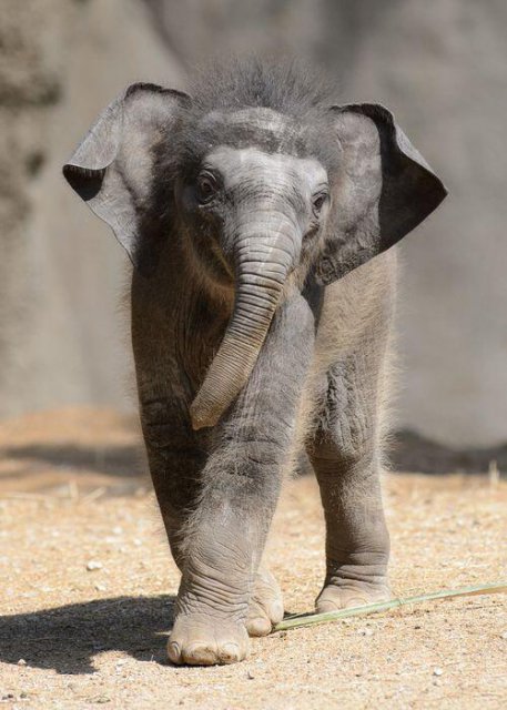 lil elephant.jpg