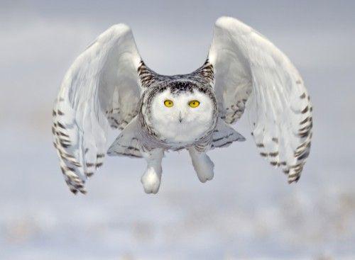 owl.jpg