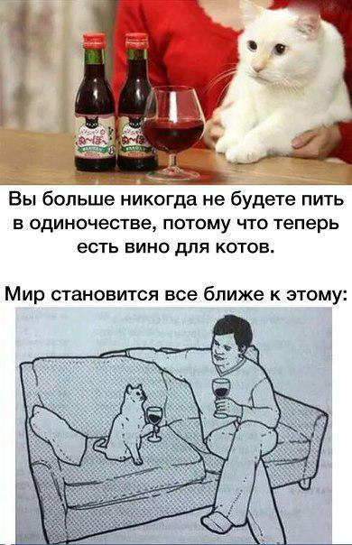 cat wine.jpg