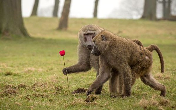 romantic monkey.jpg