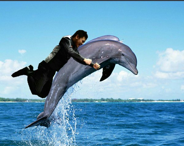 wenbo dolphin.jpg