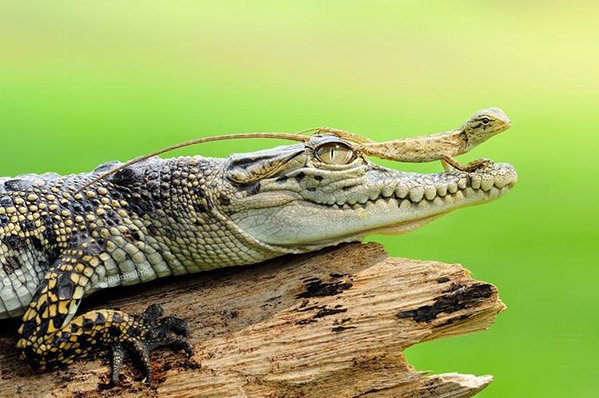 croc and lizard.jpg