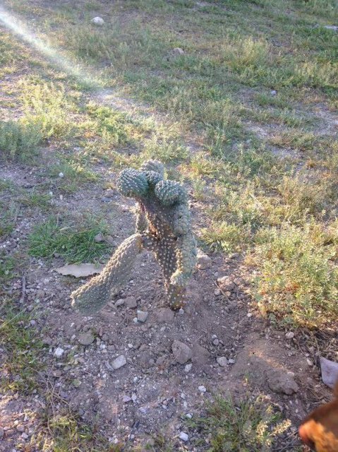 cactus.jpg